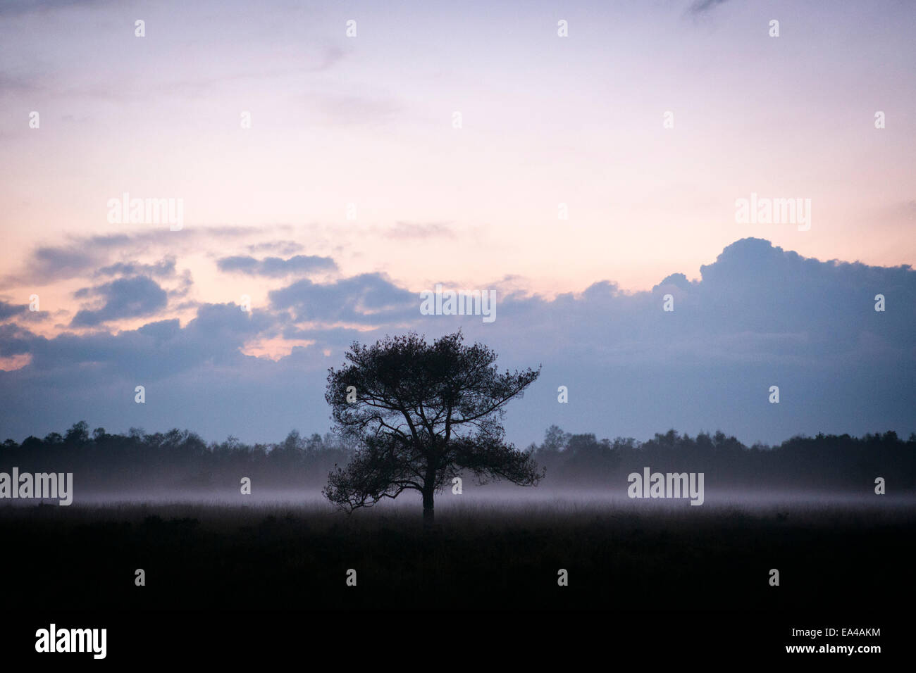 Tree with upcoming mist at National Park 