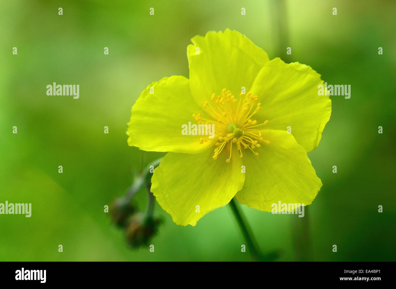 A wild common rock rose flower UK Stock Photo Alamy