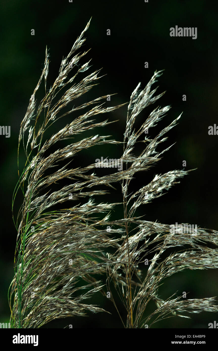 Seeds from the common reed UK Stock Photo