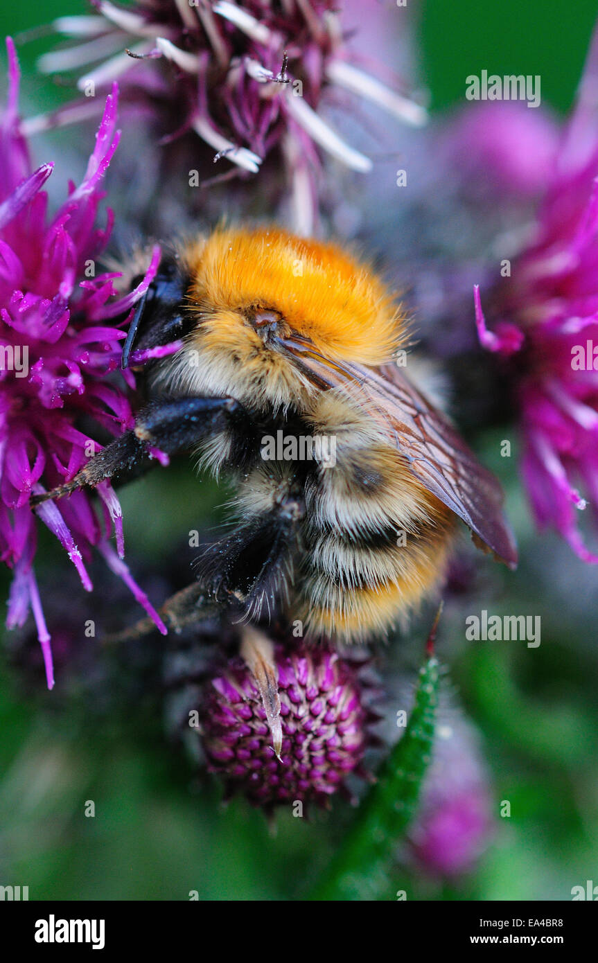 A bee on a thistle UK Stock Photo