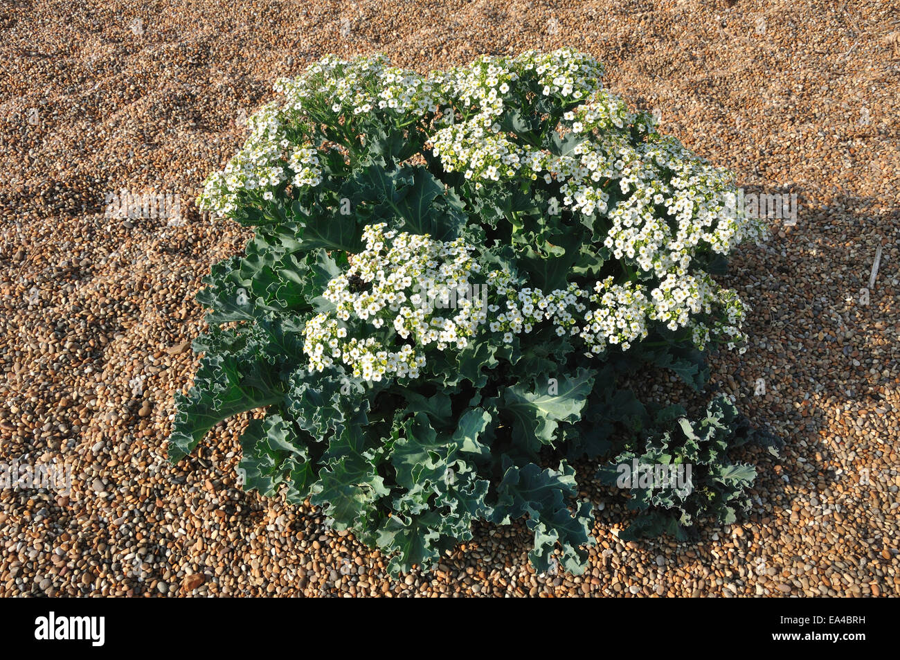 Sea kale hires stock photography and images Alamy
