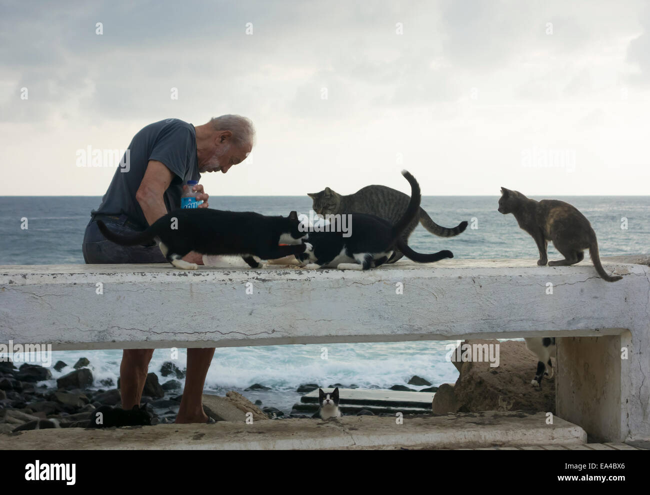Gran Canaria, Canary Islands, Spain. 6th November, 2014. Feral cats fighting over food as elderly man feeds them next to busy city coast road in Las Palmas, the capital of Gran Canaria Credit:  ALANDAWSONPHOTOGRAPHY/Alamy Live News Stock Photo