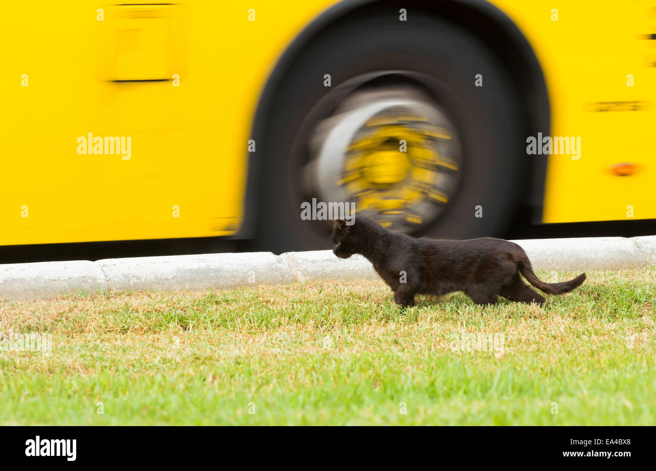 Cat trying to cross busy road Stock Photo Alamy
