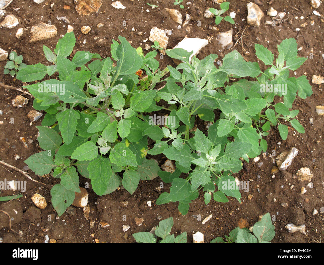 Fat hen, lamb's quarters or goosefoot, Chenopodium album, plant. An arable and garden weed and also a cultivated plant used in p Stock Photo