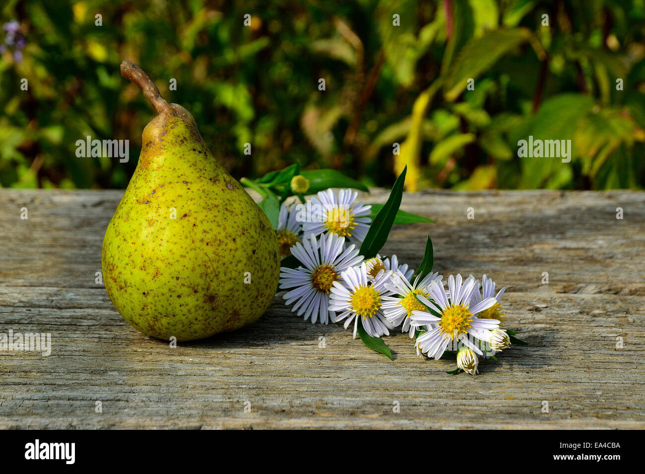 A pear (pyrus communis) and aster ericoides flowers  (Suzanne 's garden, Le Pas, Mayenne, Pays de la Loire, France). Stock Photo