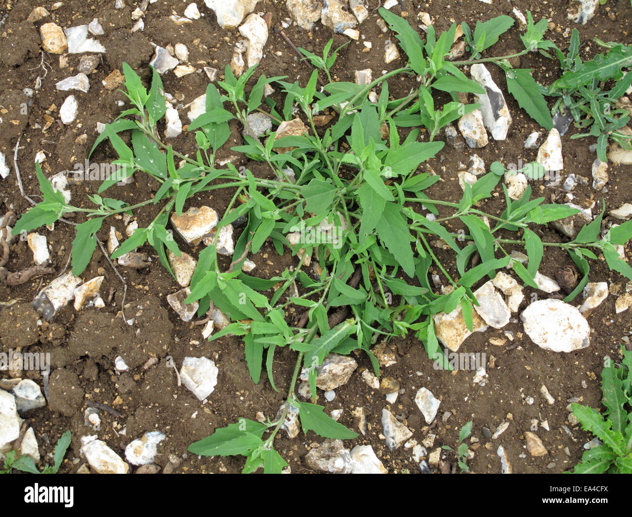 Saltbush or common orache, Atriplex patula, plant prostrate on cultivated fiield - a weed of gardens and arable crops Stock Photo