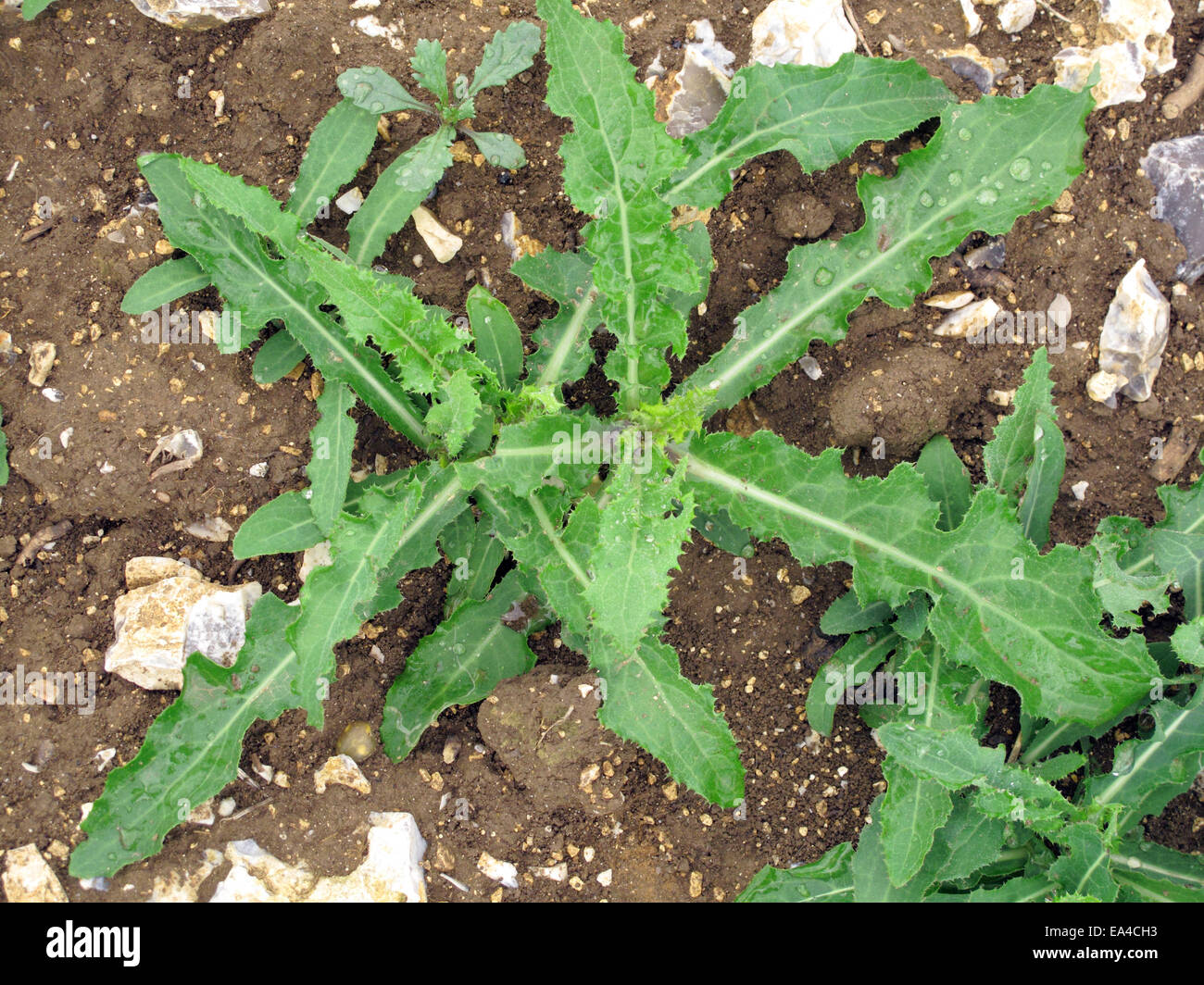 Young prostrate perennial sow-thistle, Sonchus arvensis plants on waste araqble ground Stock Photo