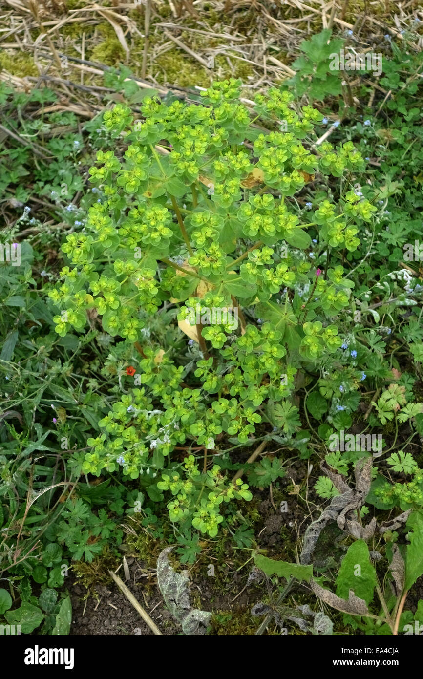 A flowering sun spurge plant, Euphorbia helioscopia, on waste arable land Stock Photo