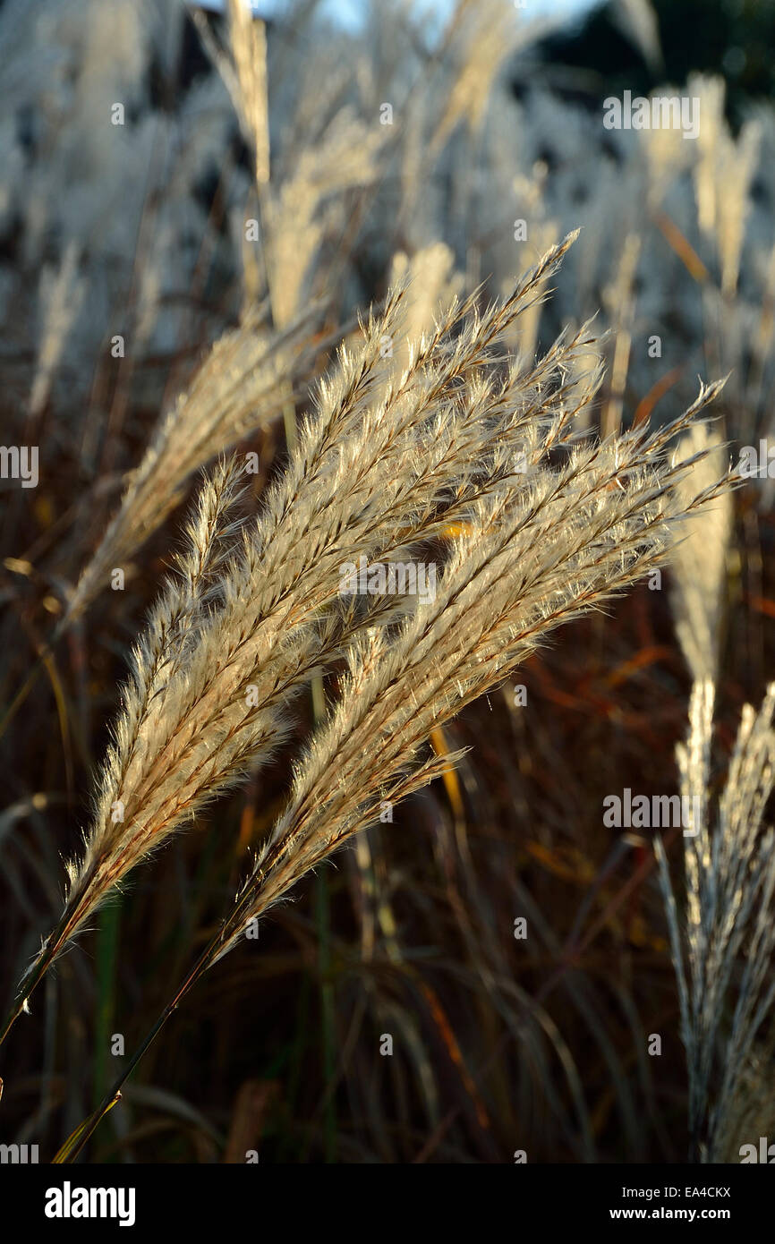 Inflorescence of Amur silver grass (Miscanthus sacchariflorus). Stock Photo