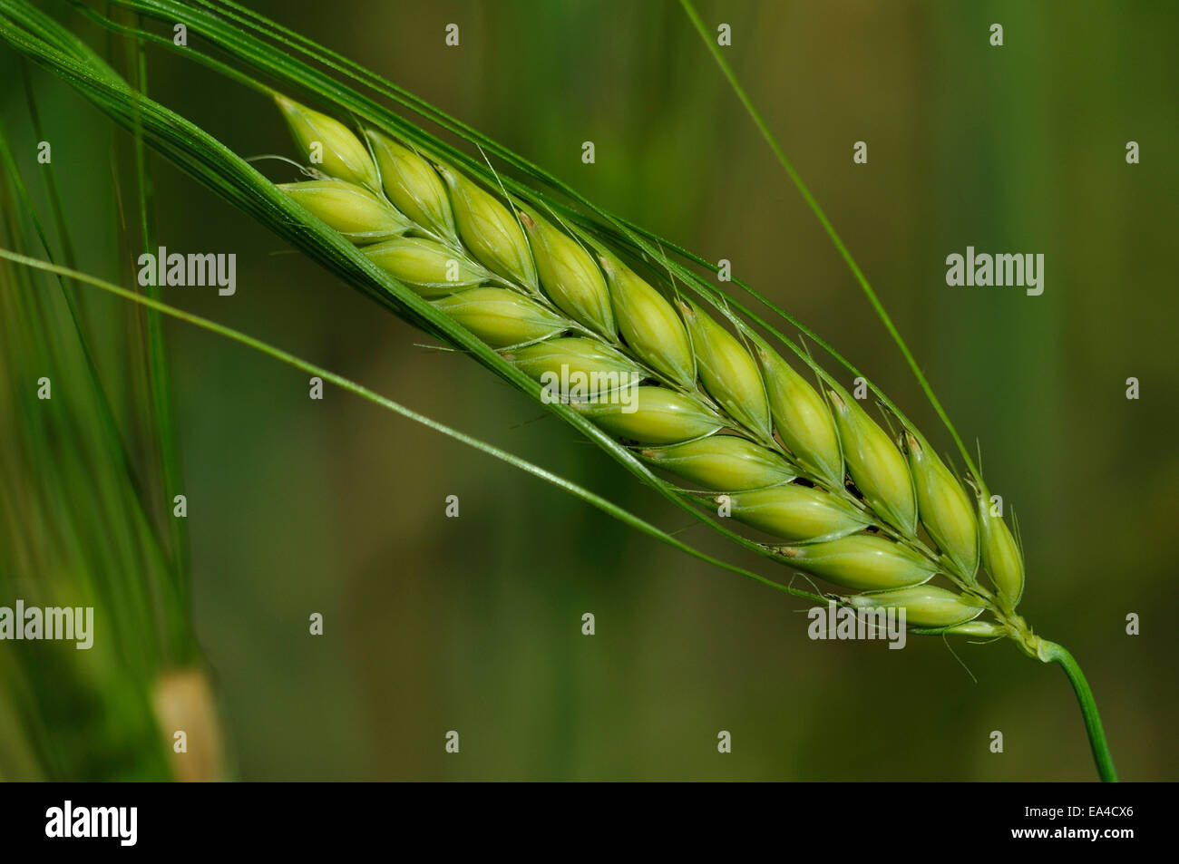 The head of a barley seed head crop UK Stock Photo