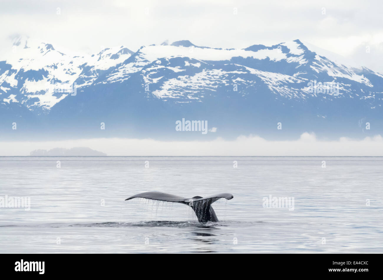 Alaska,Fluke,Tail Fin,Humpback Whale Stock Photo