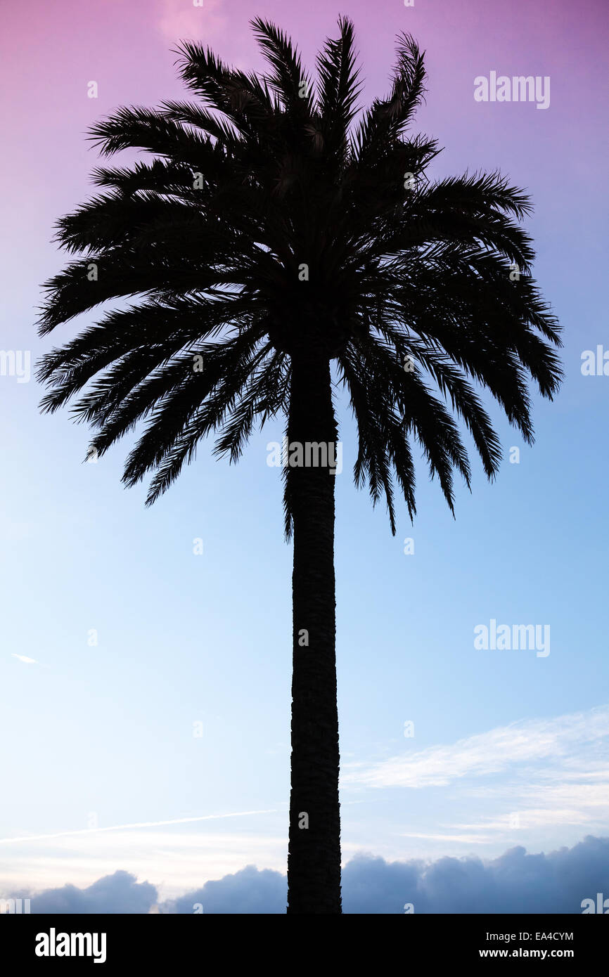 Dark palm tree silhouette above colorful blue purple sky Stock Photo