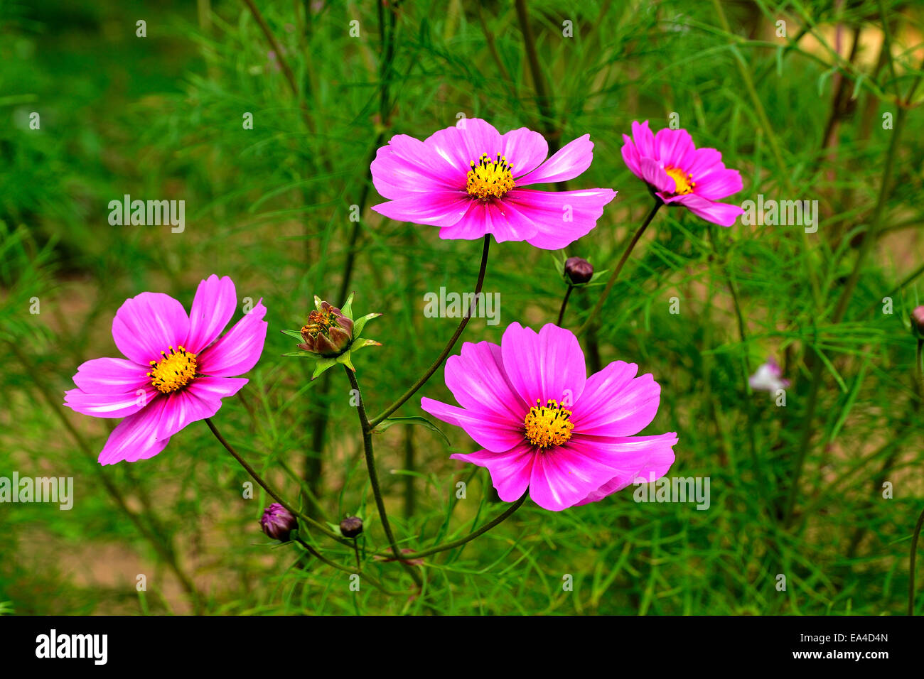 Cosmos flowers (Cosmos bipinnatus) in bloom (Suzanne 's garden, Le Pas, Mayenne, Pays de la Loire, France). Stock Photo