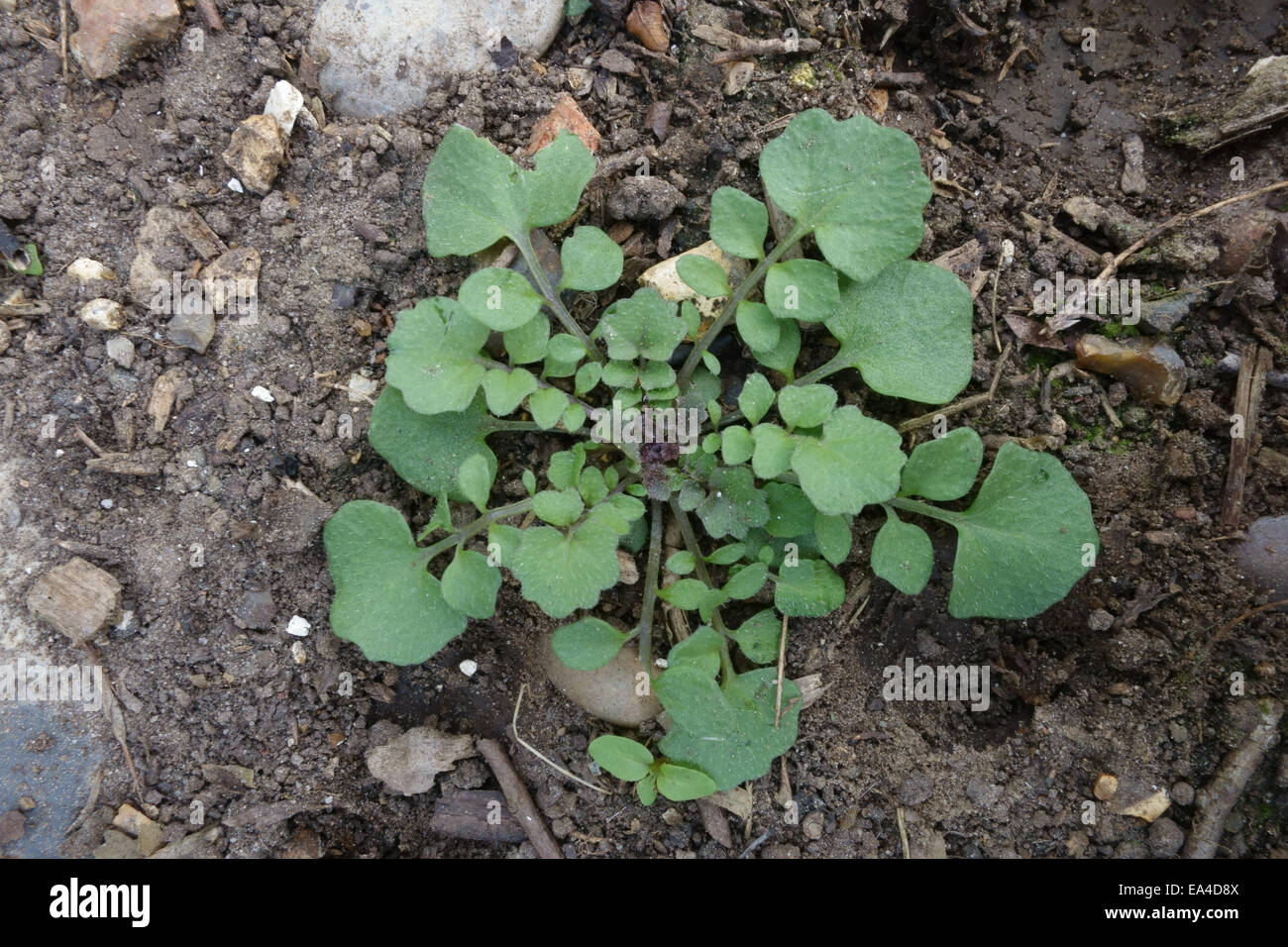 Hairy bittercress, Cardamine hirsuta, young plant rosette, common garden weed Stock Photo