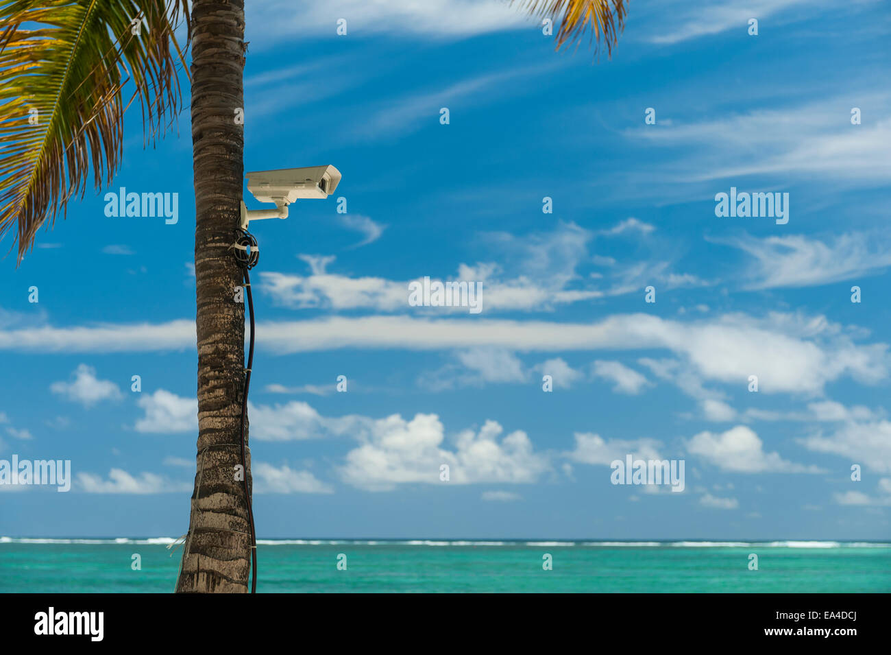 Palm tree with CCTV camera attached to it on beach; Republic of
