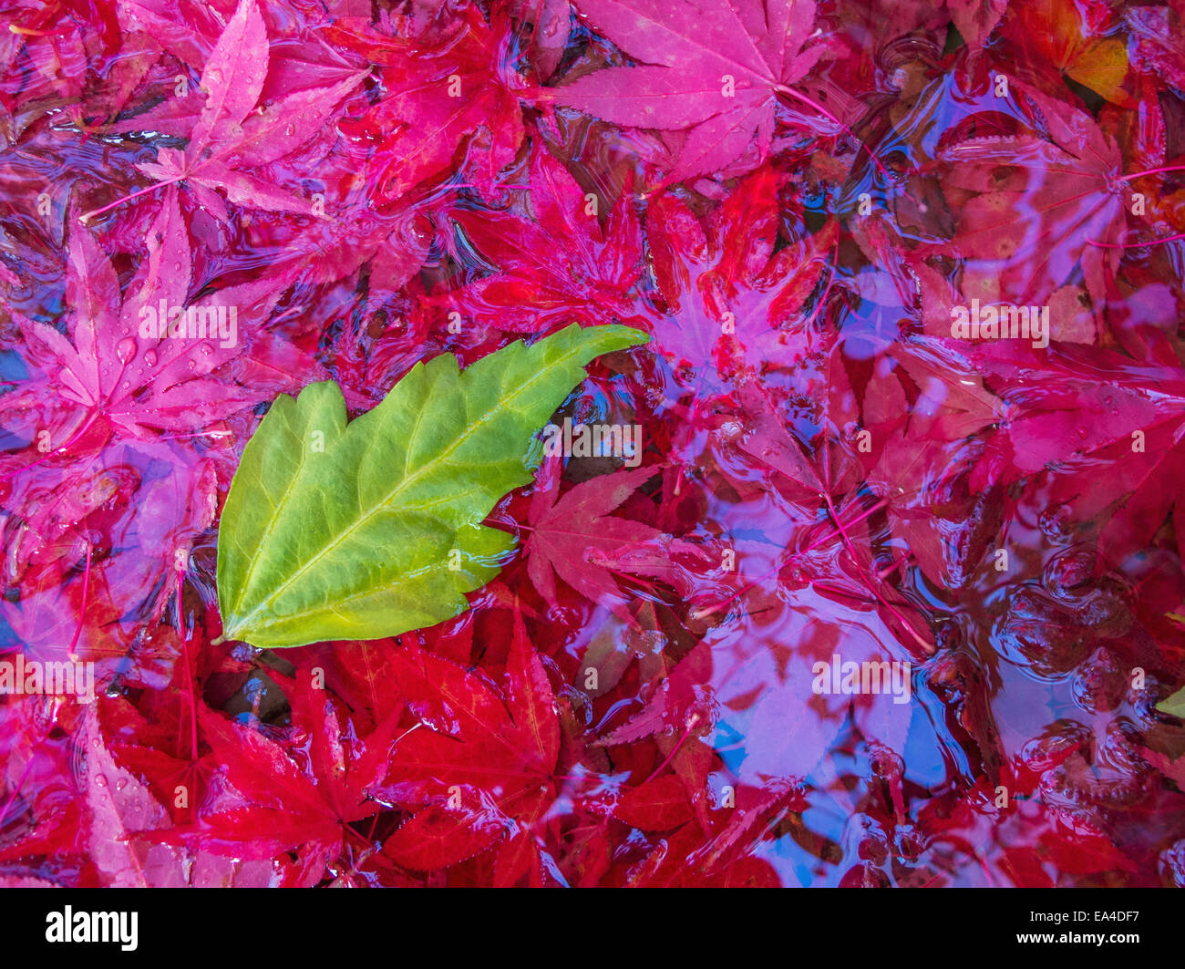 A leaf lands in bird bath filled with fall maple leaves on Vancouver Island; Duncan, British Columbia, Canada Stock Photo