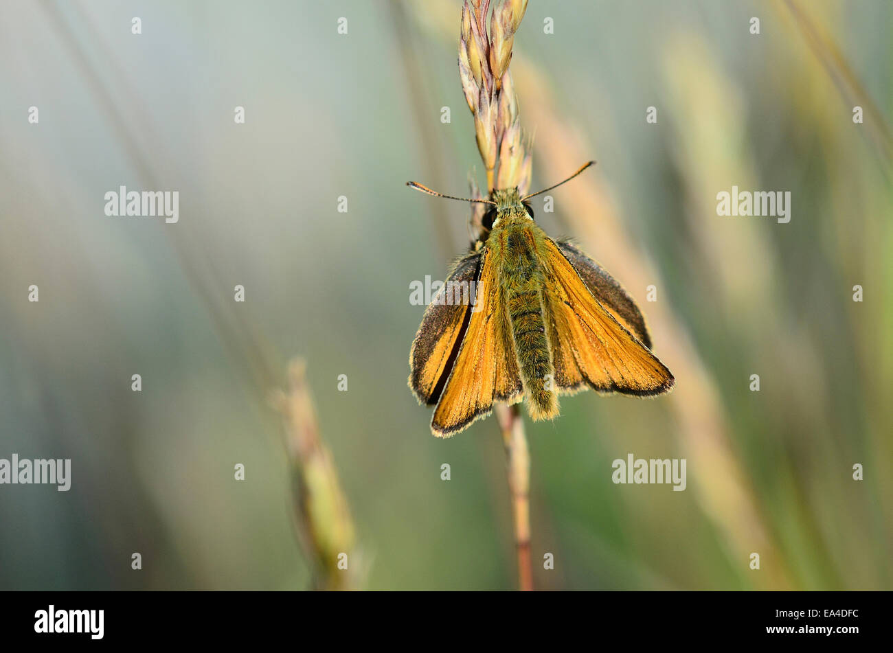 Small skipper butterfly Stock Photo