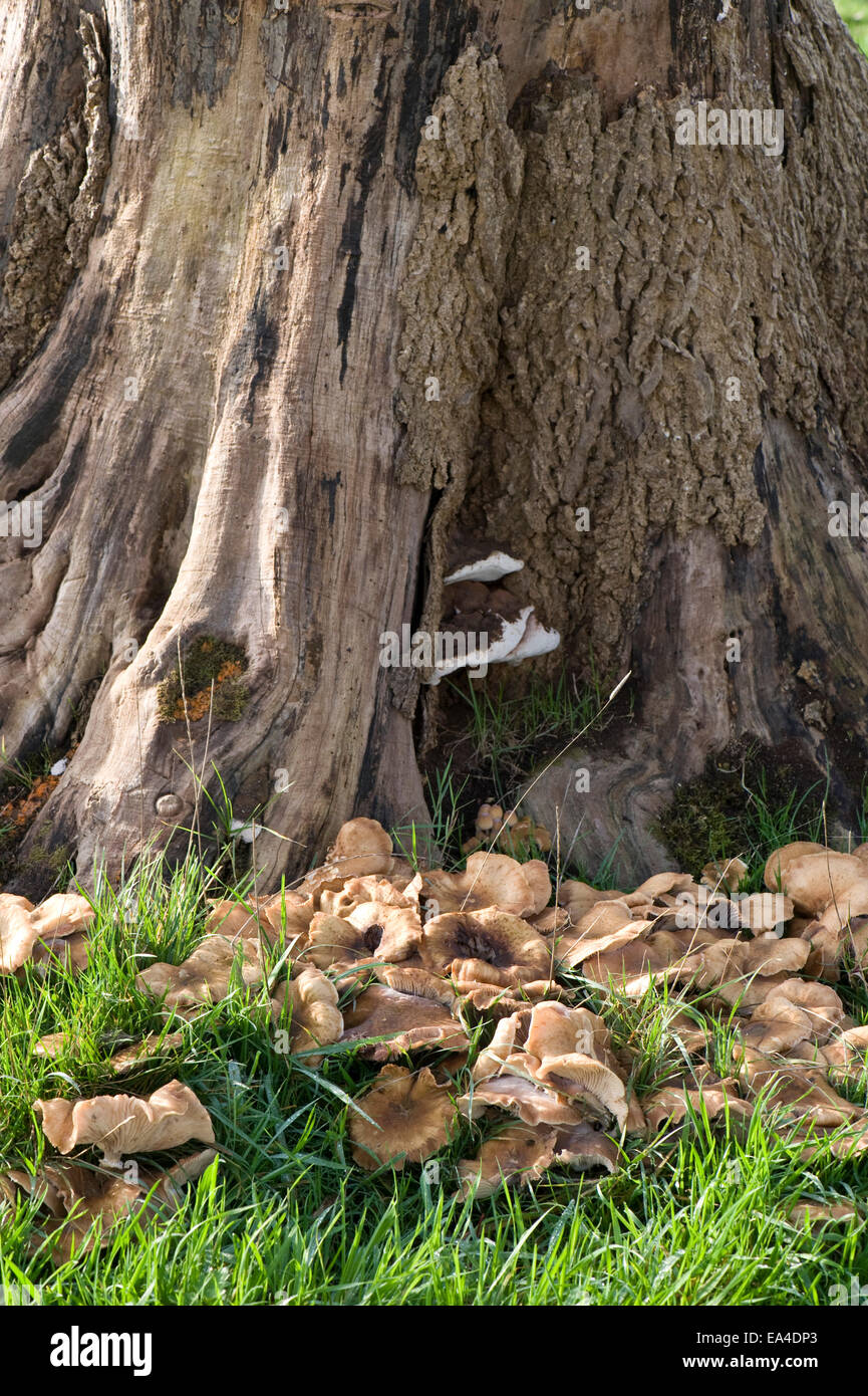 Fruiting bodies of honey fungus, Armillaria mellea, around the base of an old tree stump in autumn Stock Photo