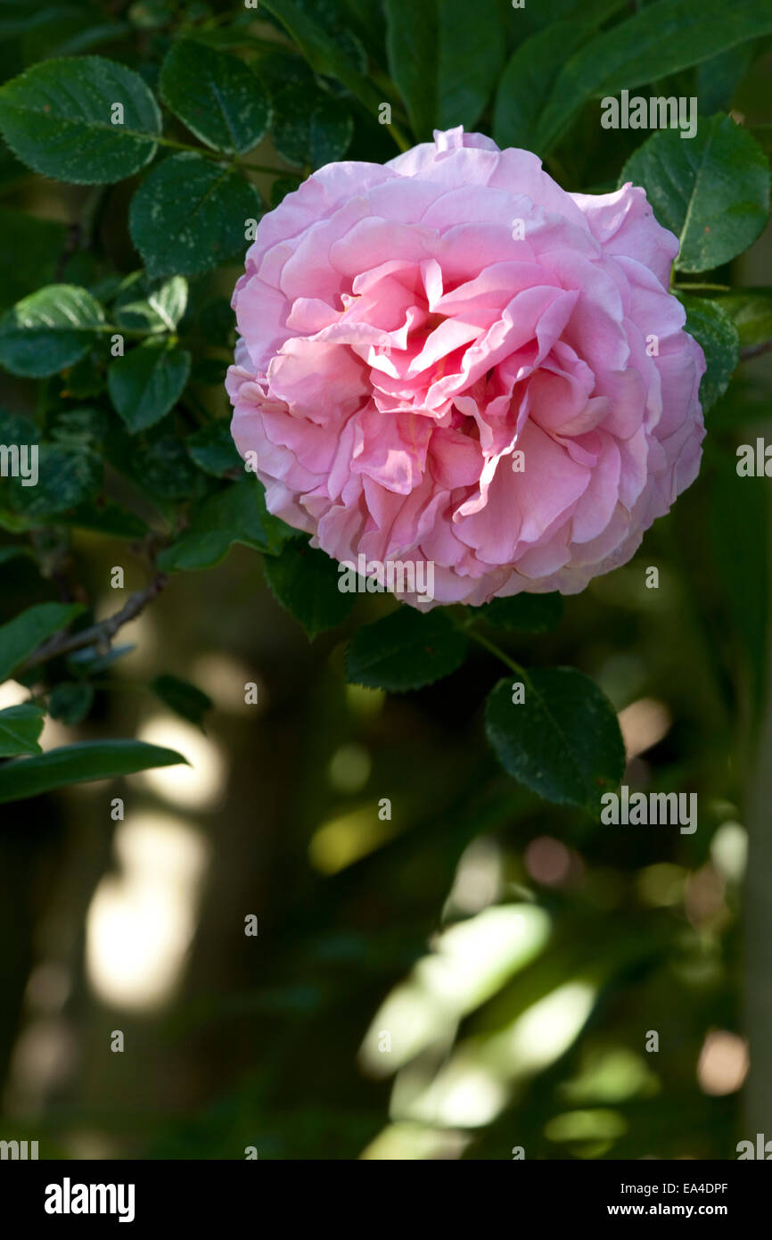 Private Garden Rose Garden Climbing Stock Photos Private Garden