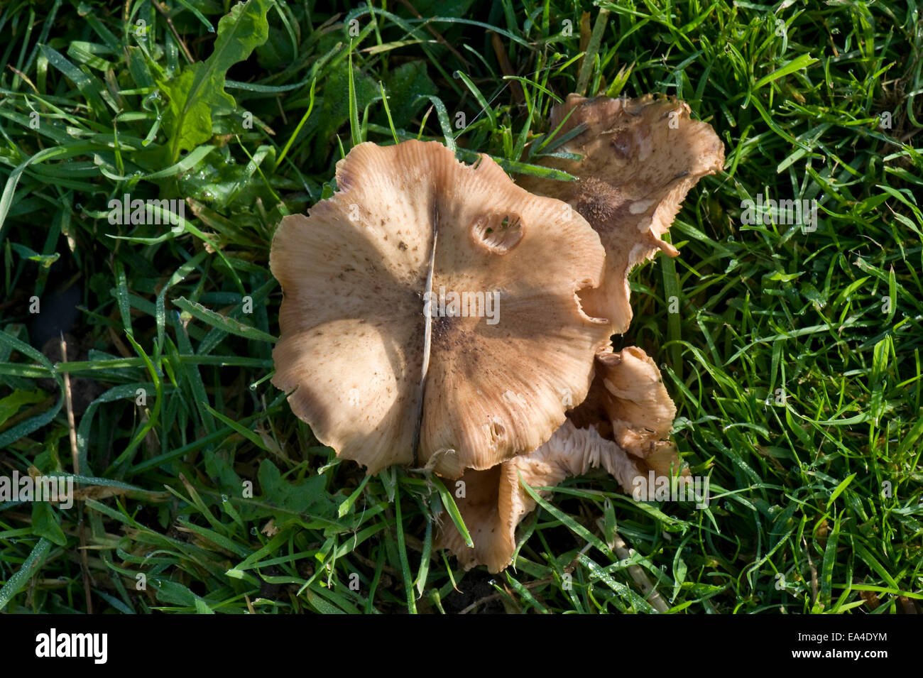 Fruiting body of honey fungus, Armillaria mellea, spreading out inton grass from around the base of an old diseased tree stump i Stock Photo