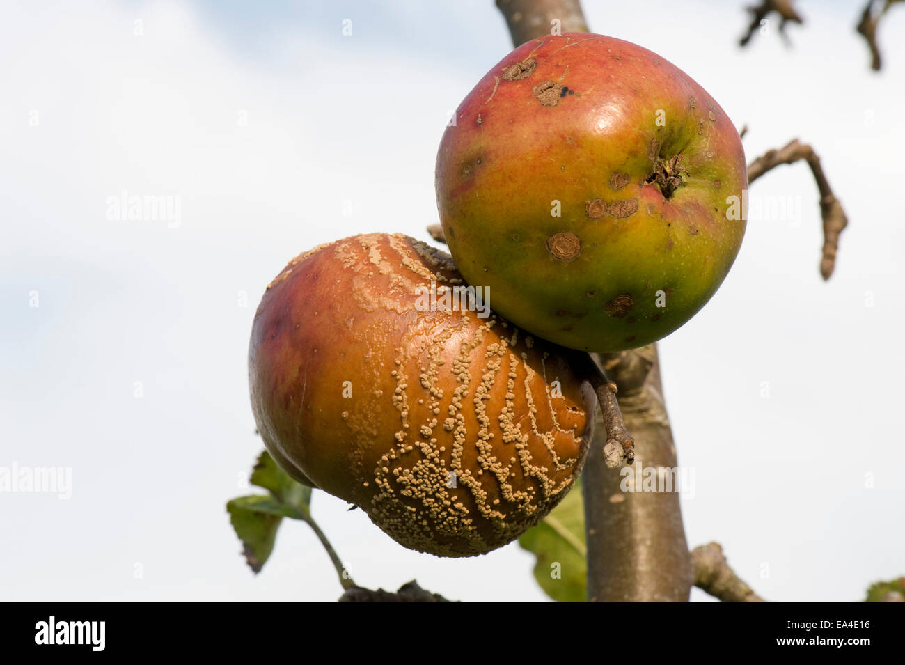 Brown rot, Monilinia fructigena, concentric rings of pustules emanating from a damage site on the fruit Stock Photo