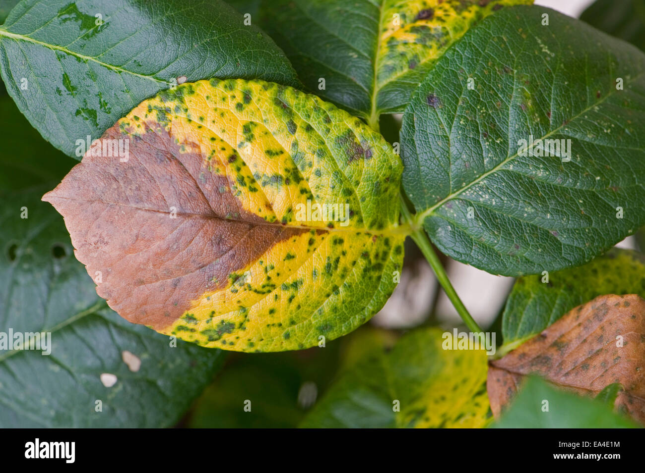 Grey mould, Botrytis cinerea, causing leaf dieback on rose in autum Stock Photo