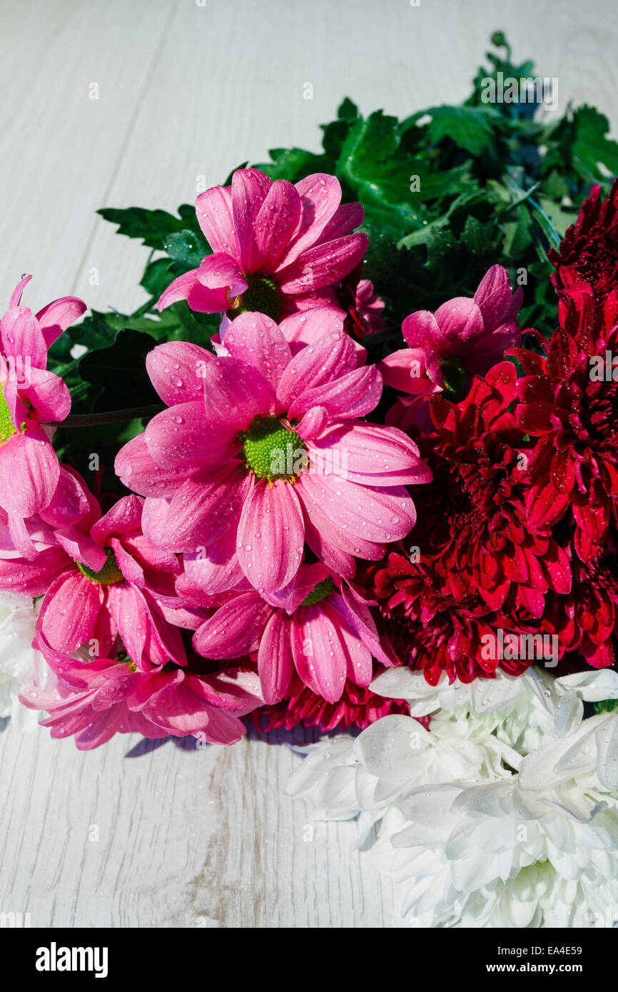 White chrysanthemum bunch hires stock photography and images Alamy