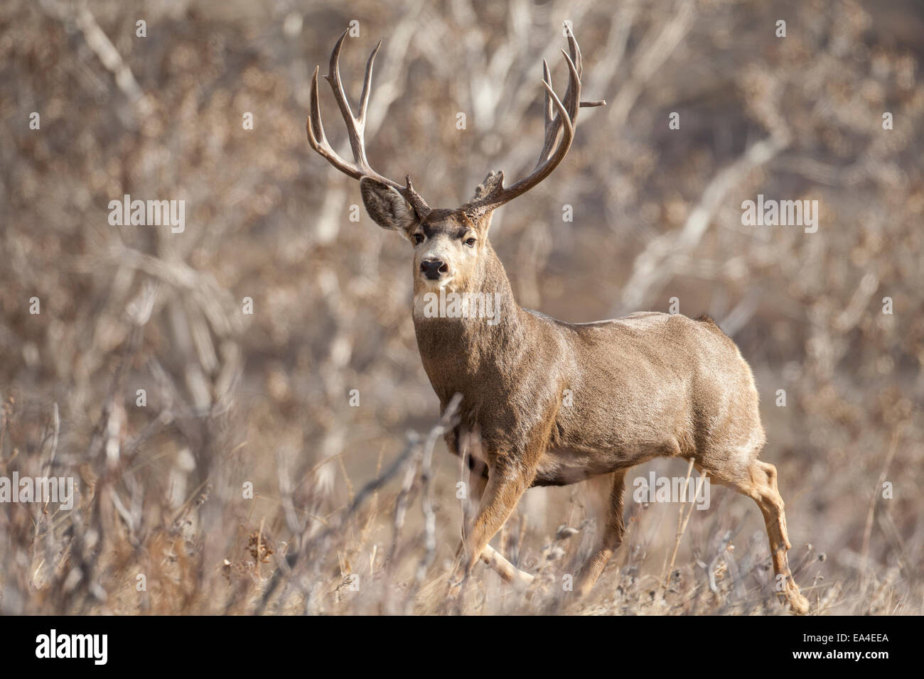 Mule deer buck during the autumn rut Stock Photo