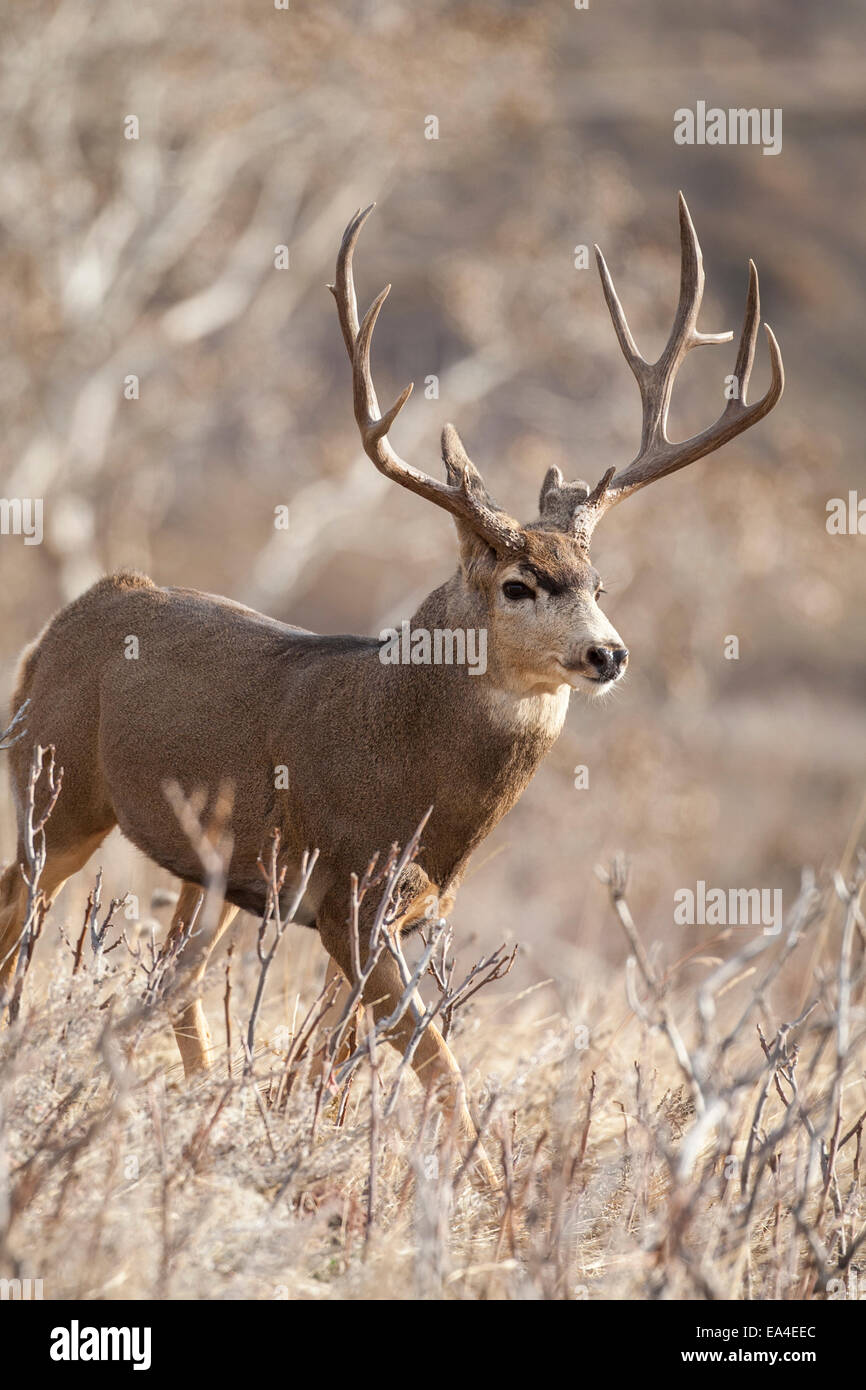 Mule deer buck during the autumn rut Stock Photo Alamy