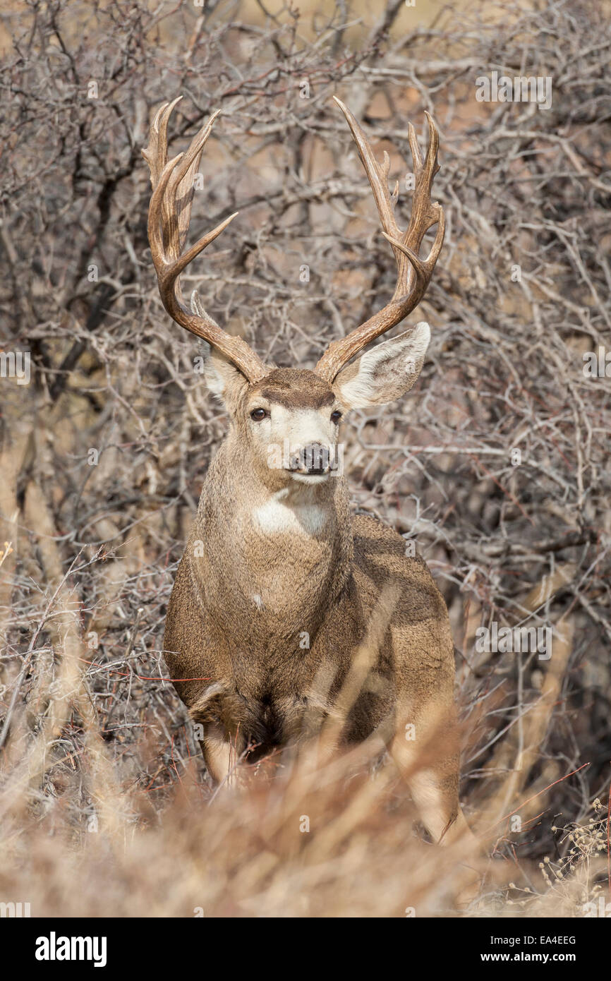 Mule deer buck during the autumn rut Stock Photo Alamy