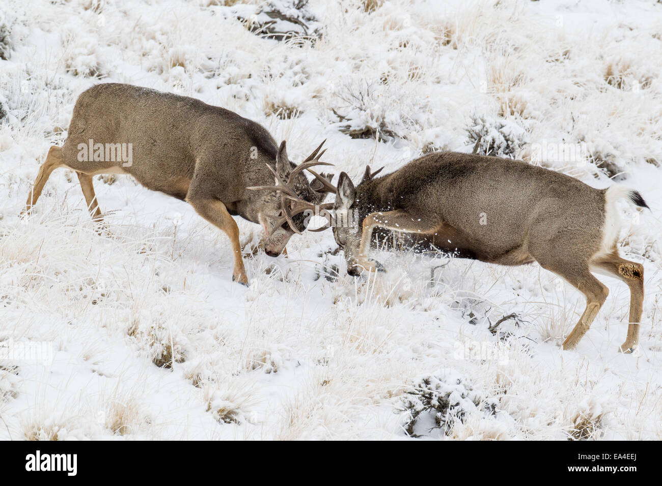 Mule deer bucks fighting for dominance on a snowy day in Wyoming Stock Photo