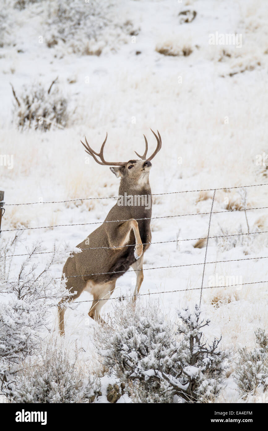 Mule deer buck jumping a fence on a snowy day in Wyoming Stock Photo