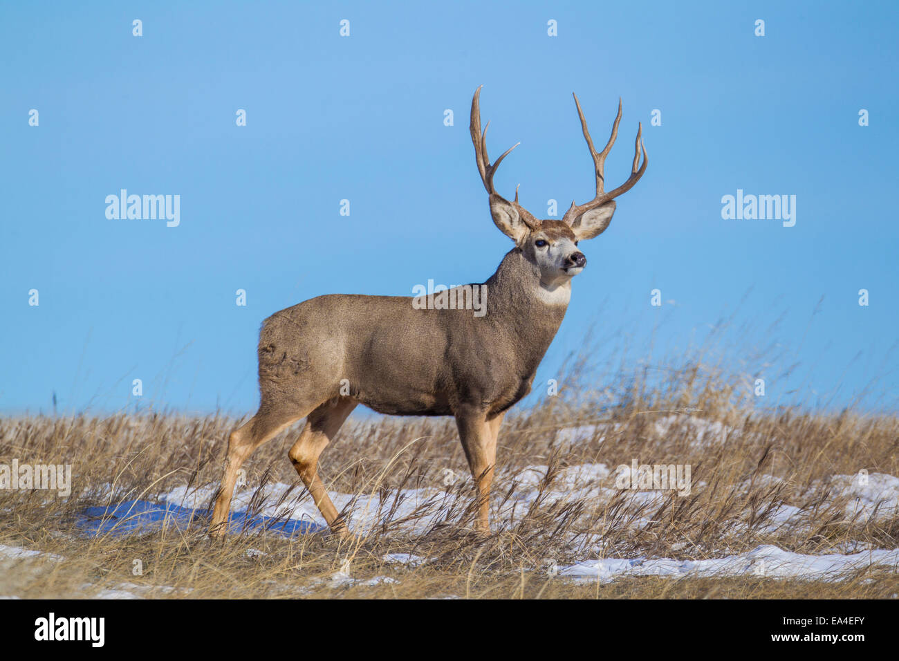 Mule deer buck on the prairies of South Dakota Stock Photo