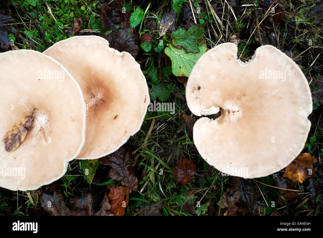 Carmarthenshire, Wales UK.  6th November 2014. Chicken Run Funnel mushrooms (Clitocybe Phaeophthalma) in wet autumn weather in Dyfed. Credit:  Kathy deWitt/Alamy Live News Stock Photo