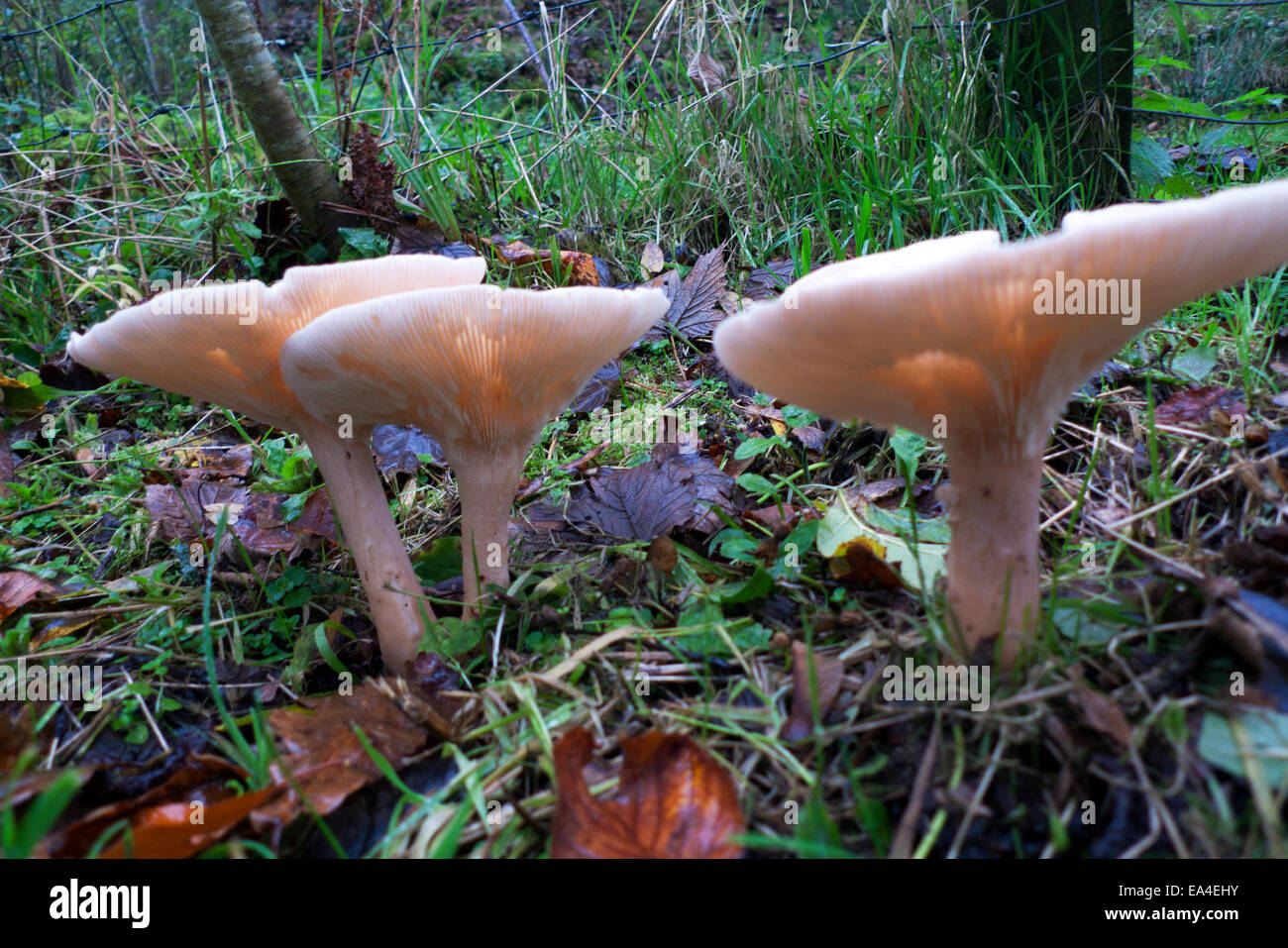 Carmarthenshire, Wales UK.  6th November 2014. Clitocybe Phaeophthalma Mushrooms in wet autumn weather in Dyfed. Credit:  Kathy deWitt/Alamy Live News Stock Photo