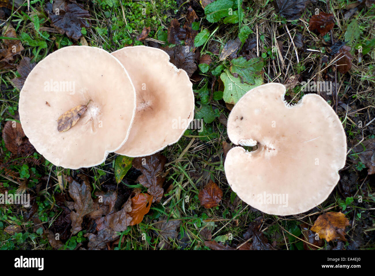 Carmarthenshire, Wales UK.  6th November 2014. Chicken Run Funnel mushrooms (Clitocybe Phaeophthalma) in wet autumn weather in Dyfed. Credit:  Kathy deWitt/Alamy Live News Stock Photo