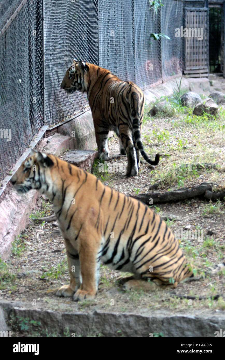 Indian Tiger at Nehru Zoological park at Hyderabad. © Bhaskar  Mallick/Pacific Press/Alamy Live News Stock Photo - Alamy