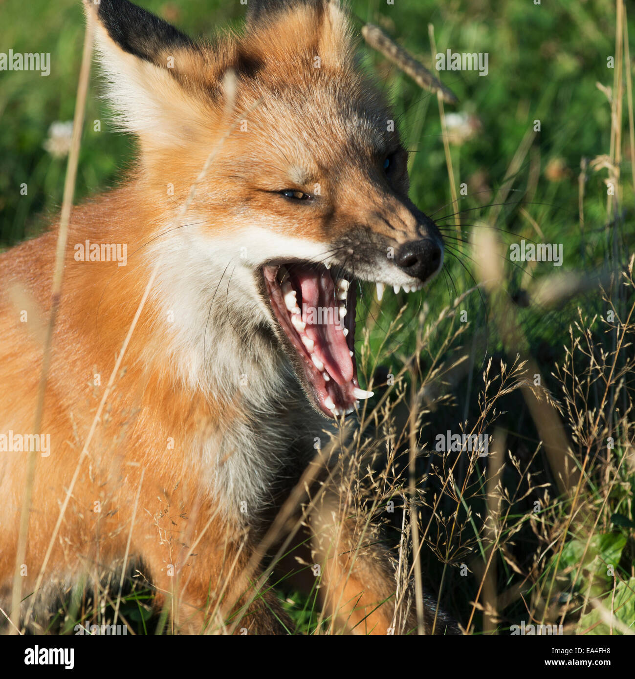 Fox Teeth High Resolution Stock Photography and Images Alamy