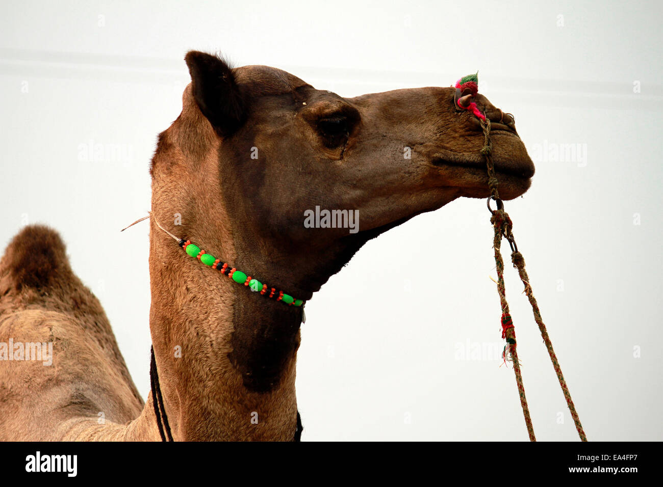 camels, desert, working animals,  Camelidae, milk, Pushkar, Rajasthan, India. Stock Photo