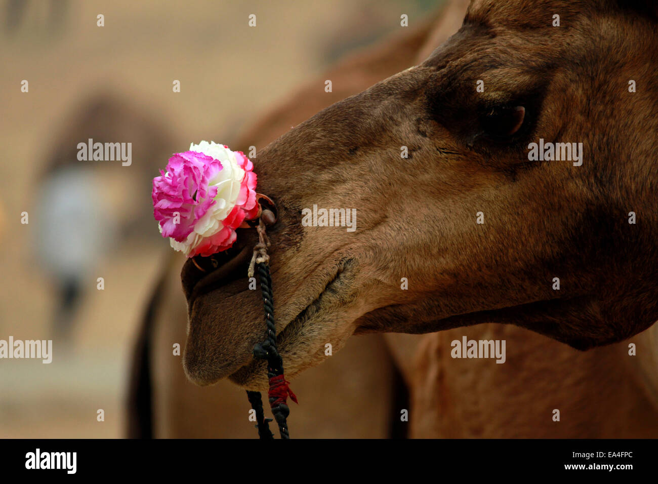 camels, desert, working animals,  Camelidae, milk, Pushkar, Rajasthan, India. Stock Photo