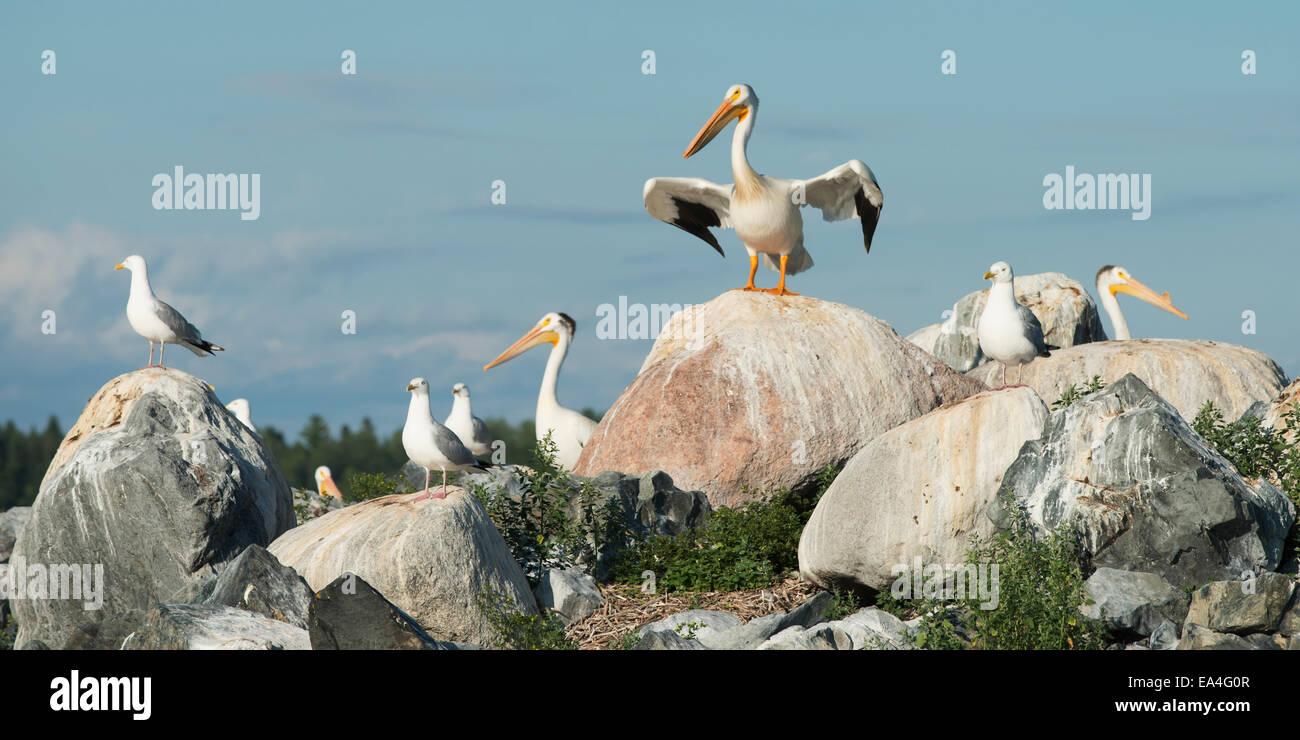Pelicans and seagulls perched on rocks; Kenora, Ontario, Canada Stock Photo