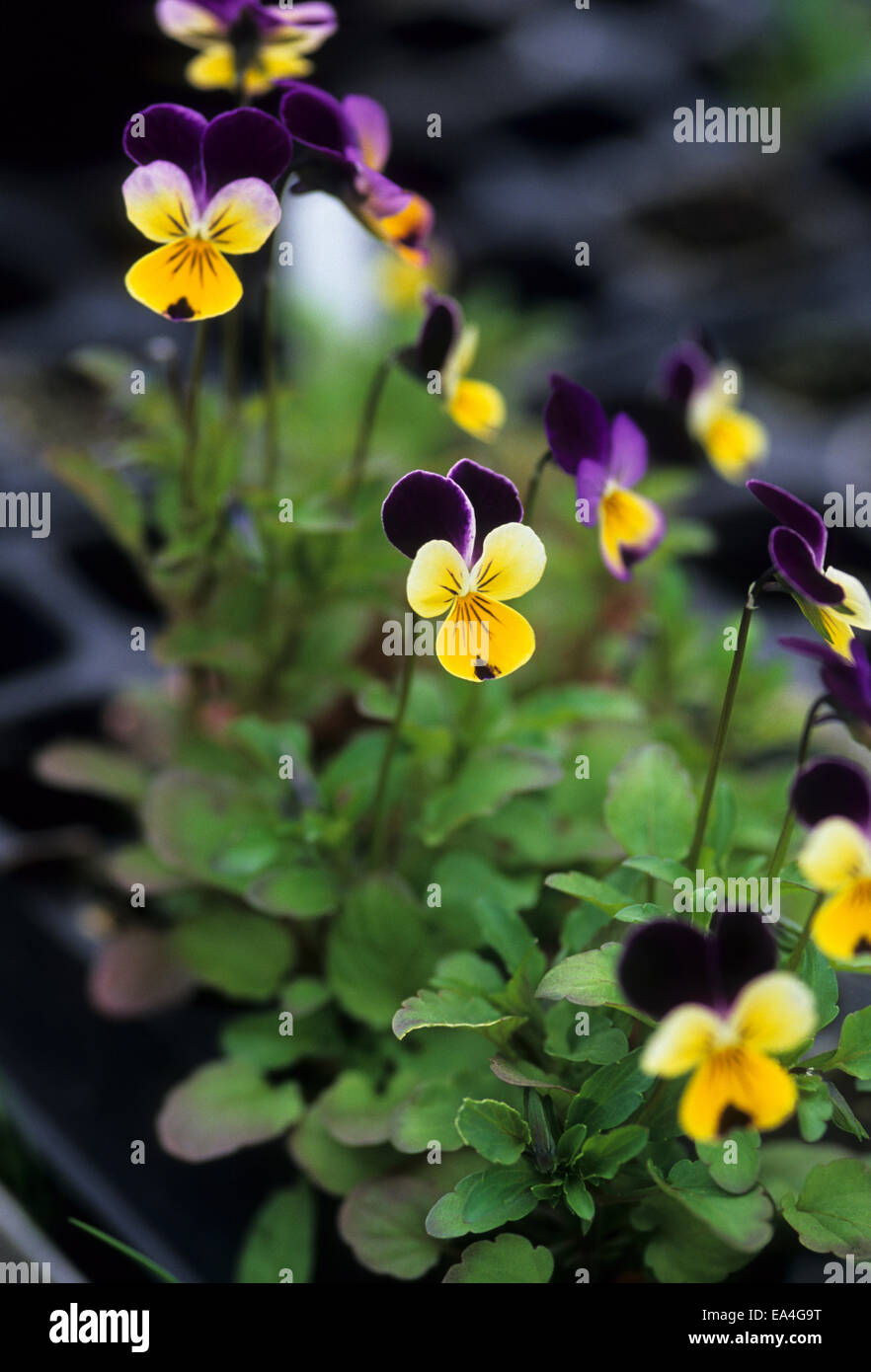 Close up image of Johnny Jump Heartease viola in a black plastic tray. Stock Photo