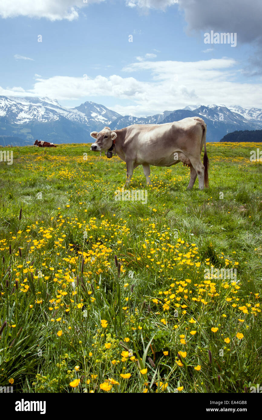 Dairy Cow in a meadow of yellow flowers in the mountains of Switzerland, Europe. Stock Photo