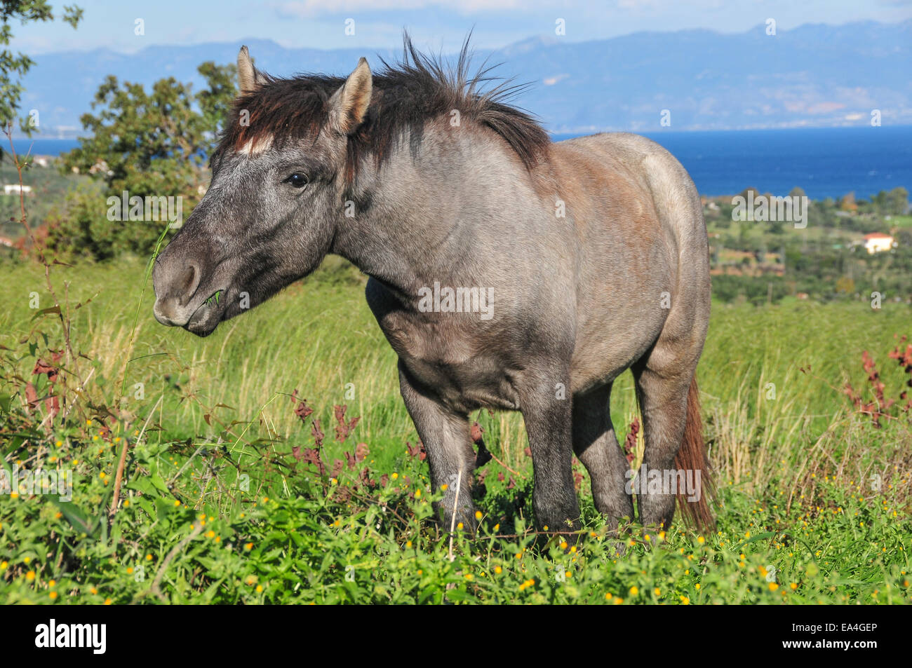 Horses graze on a hillside pasture in Chrani, a village near the city of Kalamata in the southern Peloponnese. Stock Photo