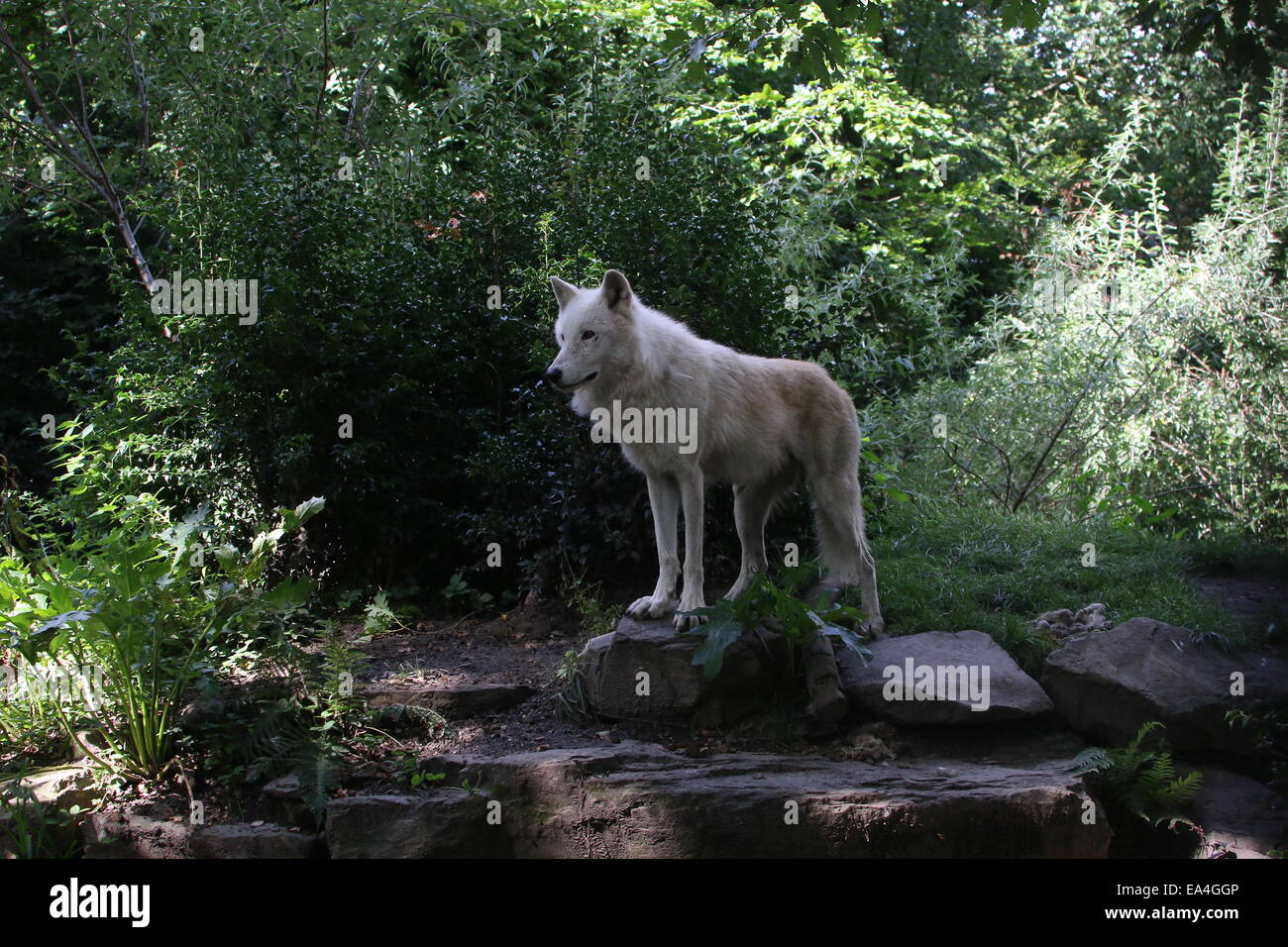 Close-up of the All-white Hudson Bay wolf (Canis lupus hudsonicus) Stock Photo
