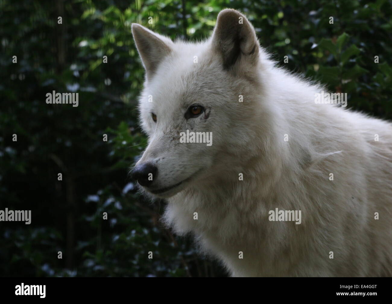 Close-up of  a Hudson Bay wolf (Canis lupus hudsonicus) Stock Photo