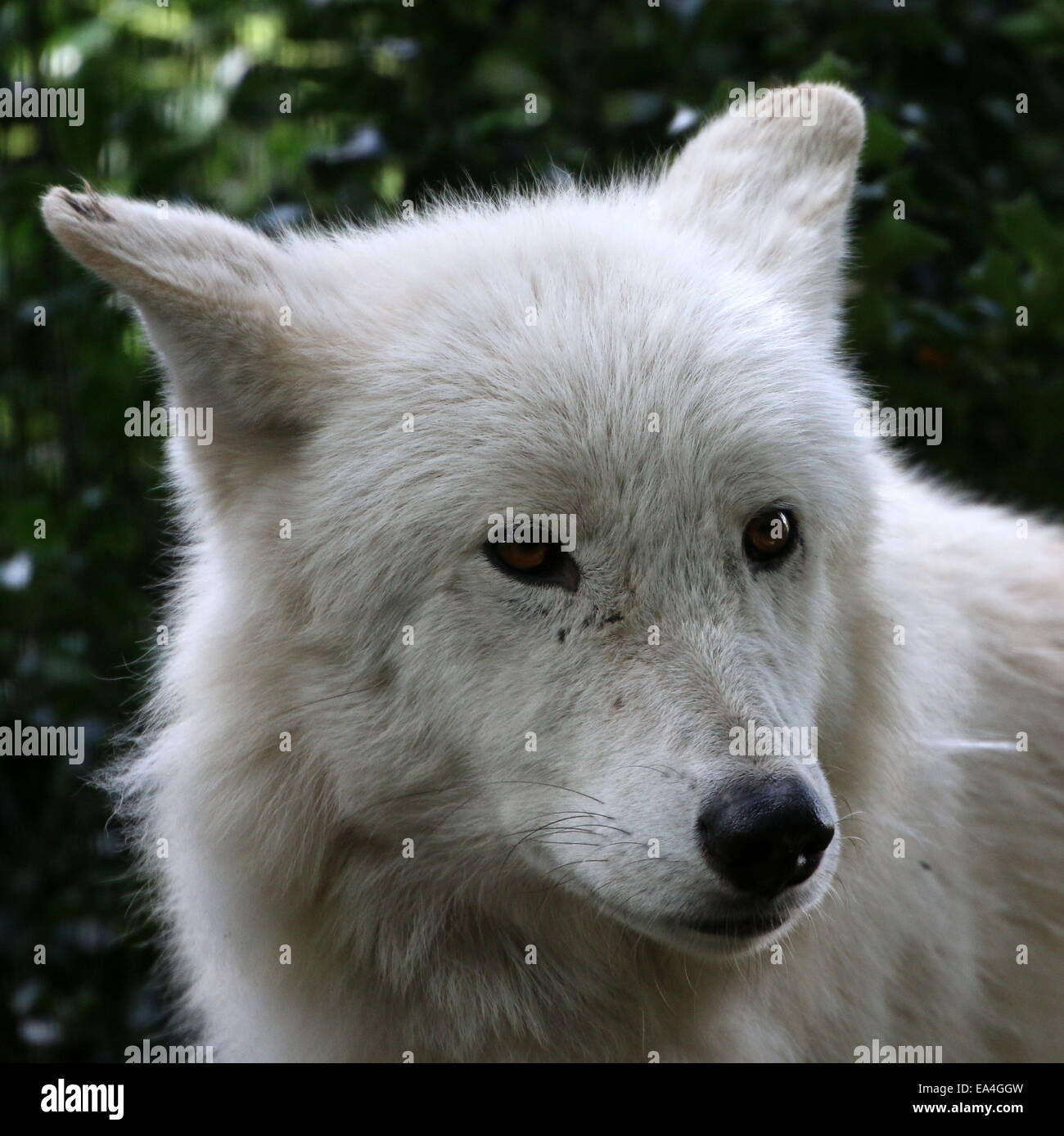 Close-up an all-white North American wolf variety Stock Photo