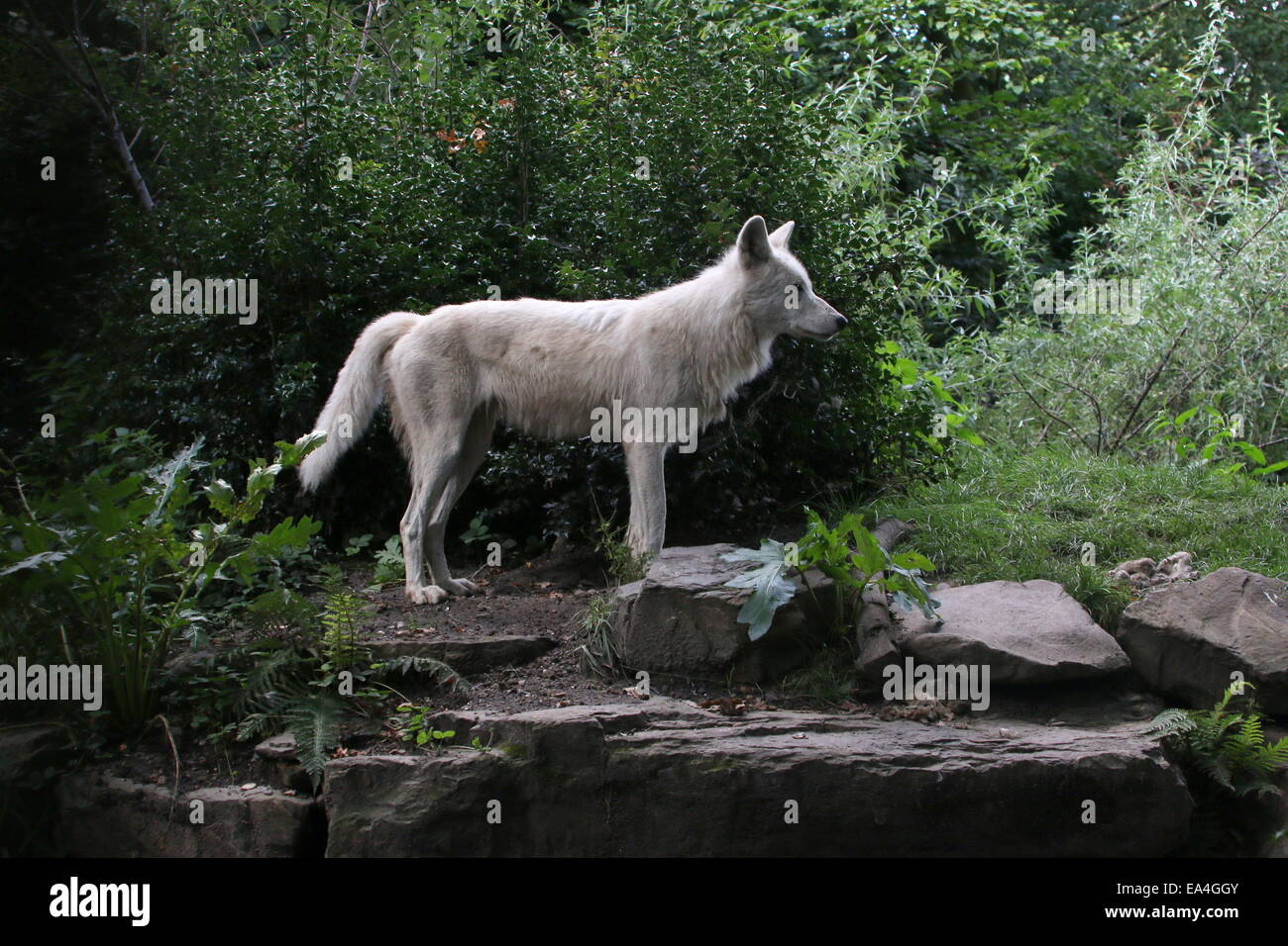 Hudson Bay wolf (Canis lupus hudsonicus), closely related to the  Arctic wolf (Canis lupus arctos) or  Melville Island wolf Stock Photo