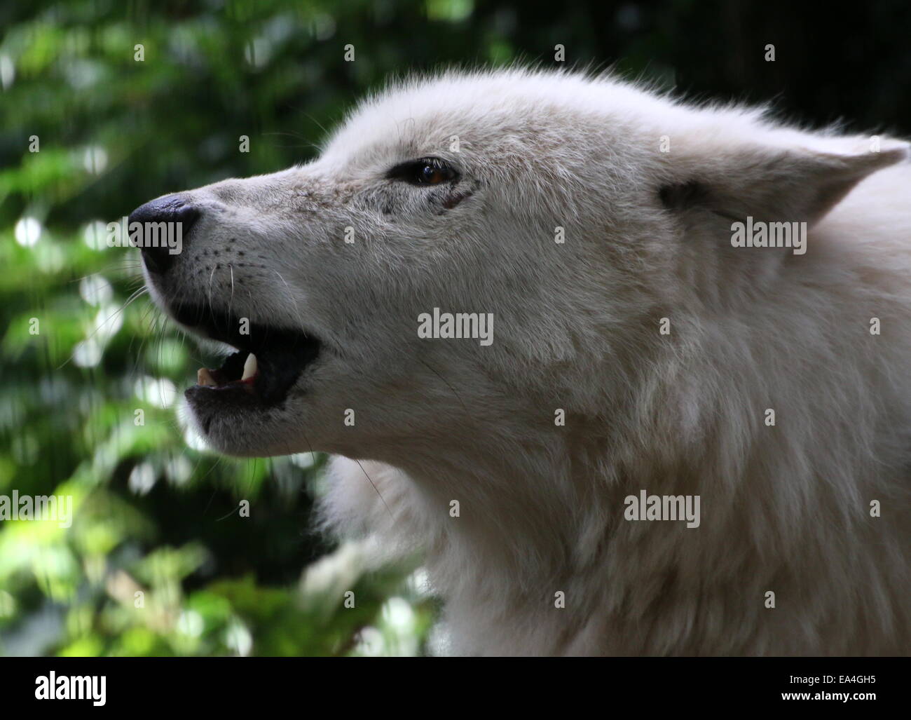 Howling Hudson Bay wolf (Canis lupus hudsonicus) in close-up, facing camera Stock Photo