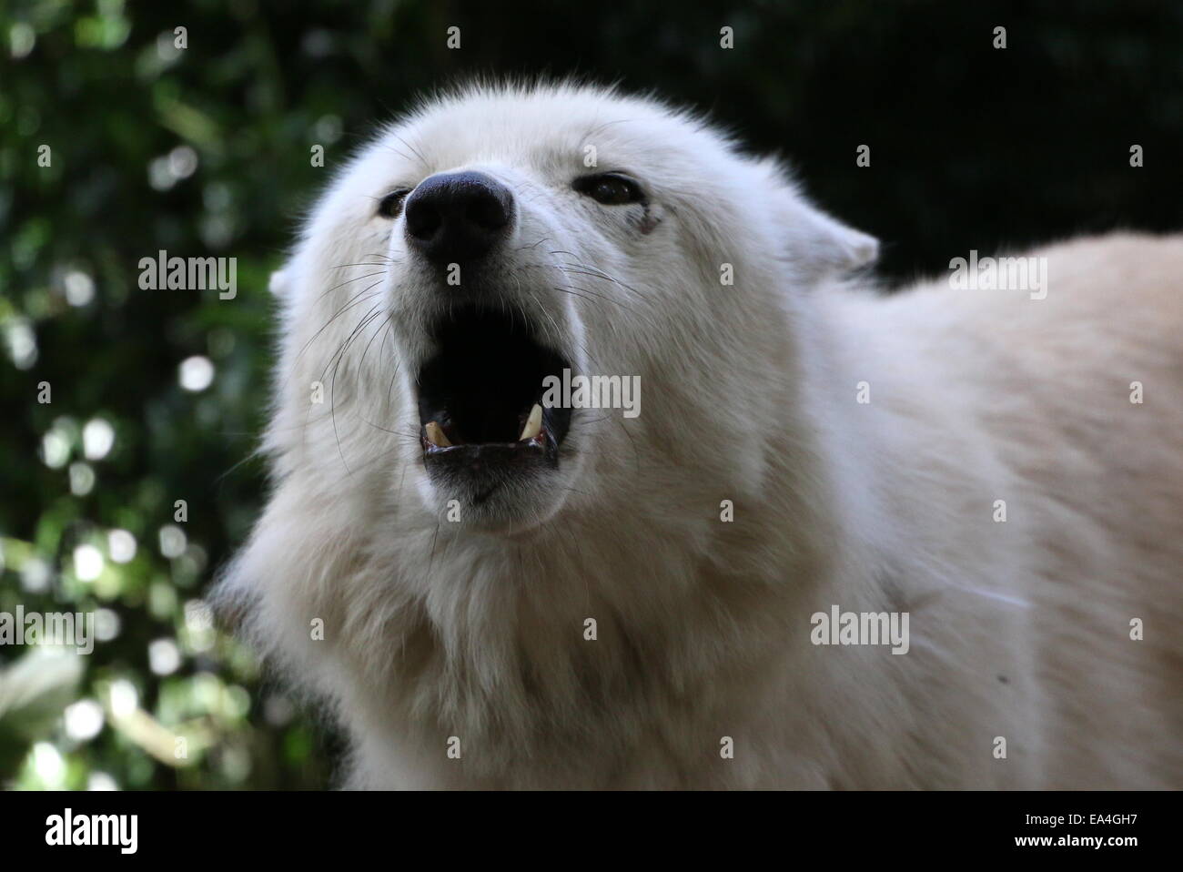 Howling arctic white wolf in close-up, facing camera Stock Photo - Alamy